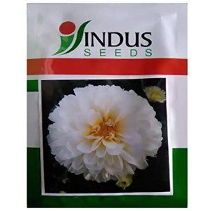 Indus Bijali Shubhra Snow White Seeds | F1 Hybrid | Buy Online at Best Price