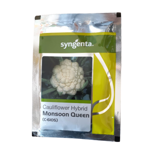 Monsoon Queen (C-6105) Cauliflower Seeds - Syngenta | F1 Hybrid | Buy Online at Best Price