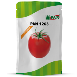 Pan 1263 Tomato Seeds | F1 Hybrid | Buy Online at Best Price