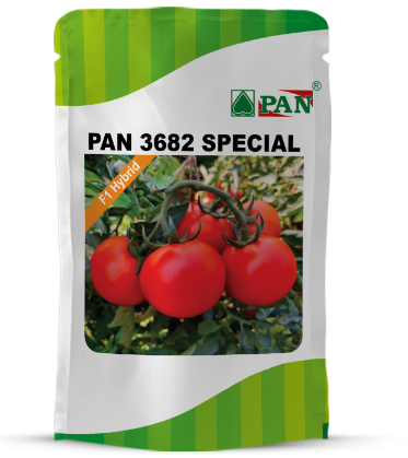 Pan 3682 Spl Tomato Seeds | F1 Hybrid | Buy Online at Best Price
