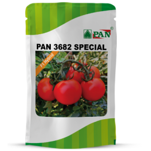 Pan 3682 Spl Tomato Seeds | F1 Hybrid | Buy Online at Best Price