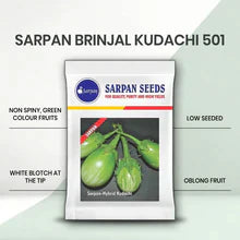Sarpan Brinjal Kudachi 501 Seeds| F1 Hybrid | Buy Online at Best Price