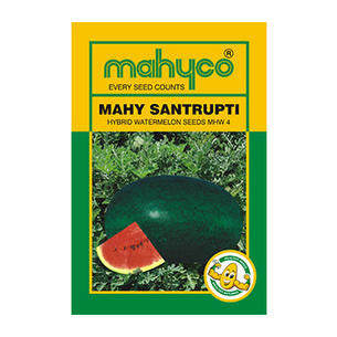 MAHY Santrupti Watermelon Seeds | F1 Hybrid | Buy Online at Best Price