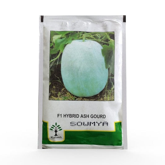 Bss - 987 Sowmya Ash Gourd Seeds - Kalash | F1 Hybrid | Buy Online at Best Price