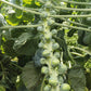 Speedia Brussels Sprouts Seeds - Bejo | F1 Hybrid | Buy Online Now