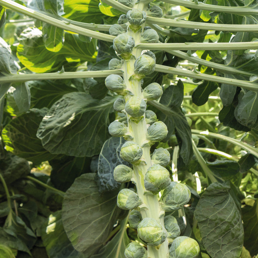 Speedia Brussels Sprouts Seeds - Bejo | F1 Hybrid | Buy Online Now