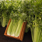 Tall Utah 52/70 - Triumph Celery Seeds - Bejo | F1 Hybrid | Buy Online at Best Price