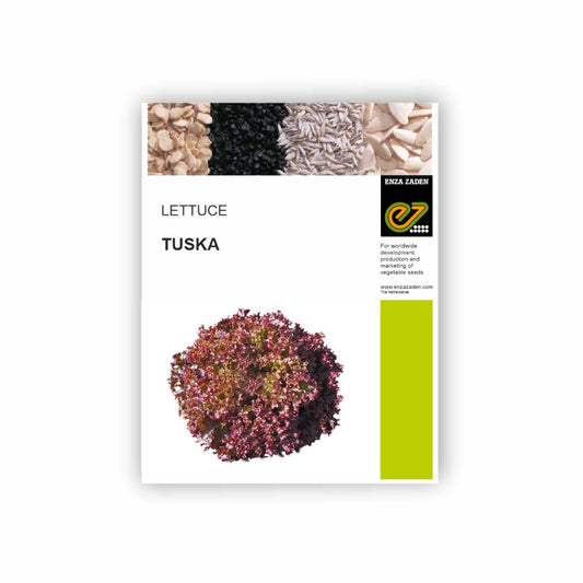 Tuska Lettuce Seeds -Enza Zaden | F1 Hybrid | Buy Online at Best Price