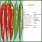 Bioseed Indica Chilli Seeds | F1 Hybrid | Buy Online at Best Price