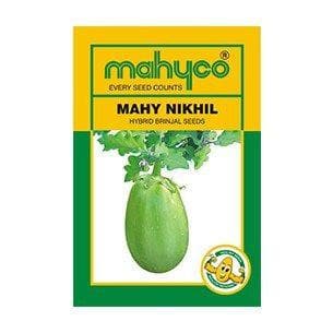 MAHY Nikhil Brinjal Seeds - Mahyco | F1 Hybrid | Buy Online at Best Price