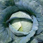NS 183 Cabbage Seeds - Namdhari | F1 Hybrid | Buy Online at Best Price