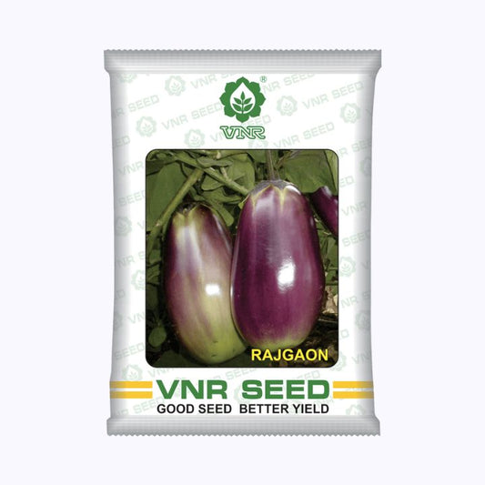 Rajgaon Brinjal Seeds - VNR | F1 Hybrid | Buy Online at Best Price