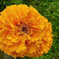 Indus Marigold Pushparaj Orange Seeds | F1 Hybrid | Buy Online at Best Price