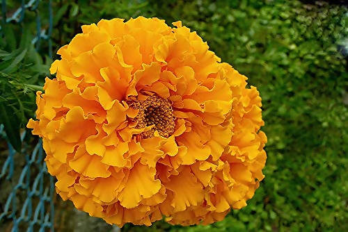 Indus Marigold Pushparaj Orange Seeds | F1 Hybrid | Buy Online at Best Price